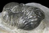 Austerops Trilobite - Nice Eye Facets #127021-5